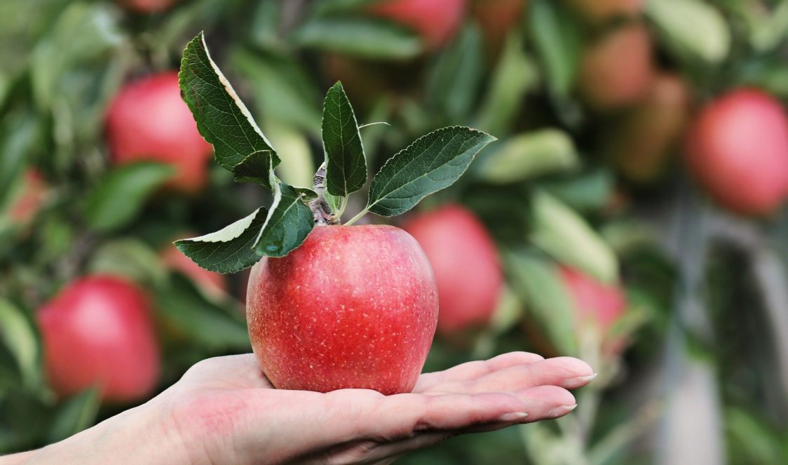 Il frutto con la densità calorica più bassa: la mela