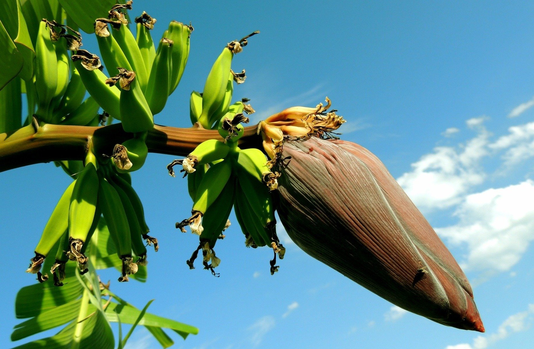 Bananina moka je lahko prebavljiva moka brez glutena