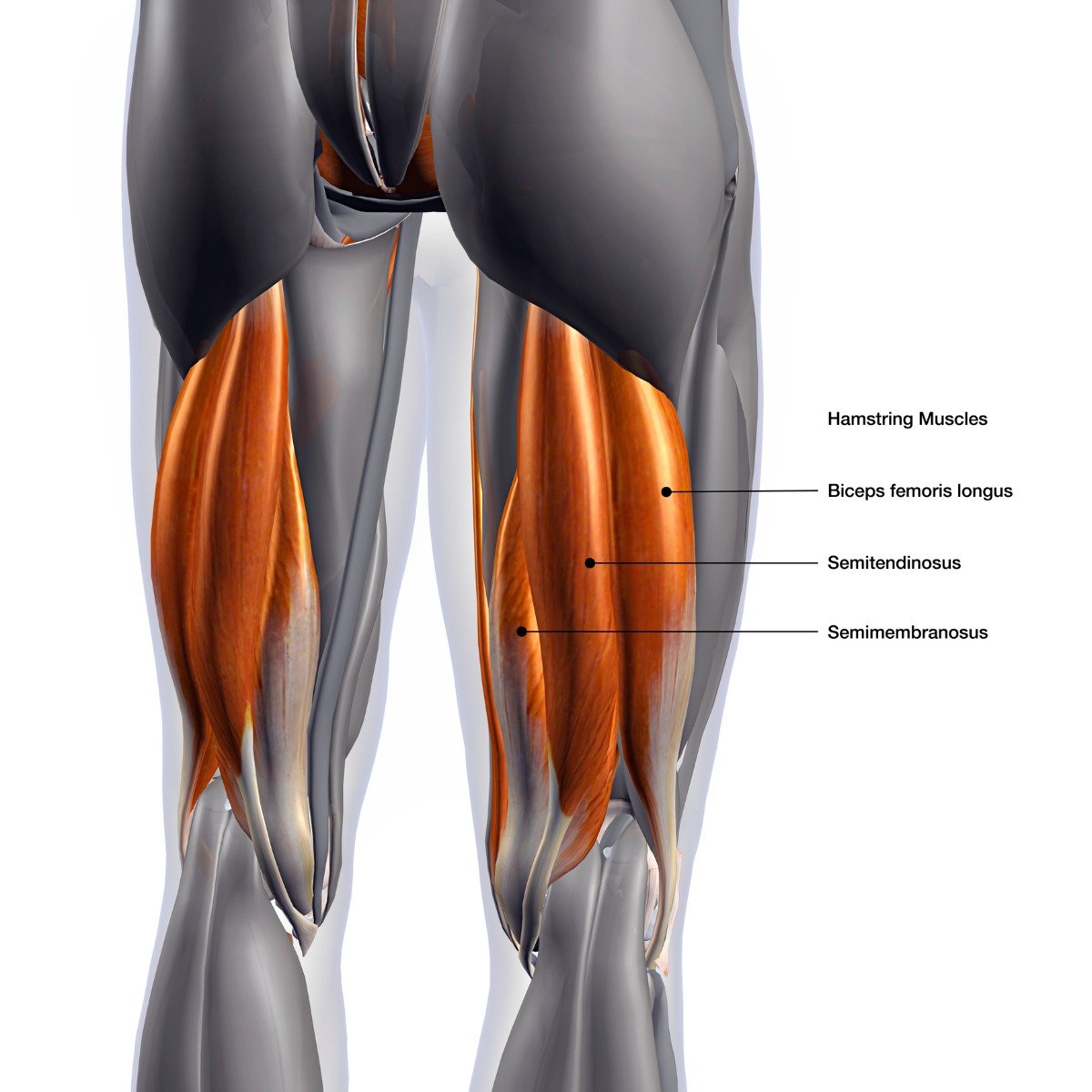 Hamstring training - how to strengthen the semitendinosus muscles