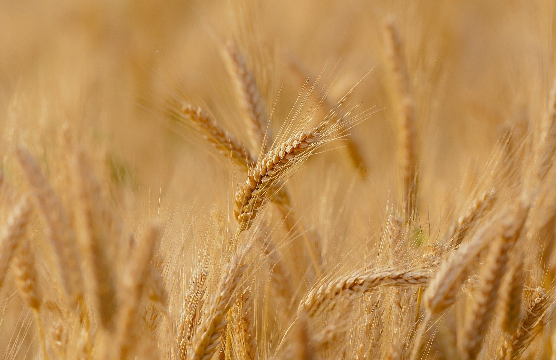 Pšeničná mouka je bohatým zdrojem vlákniny